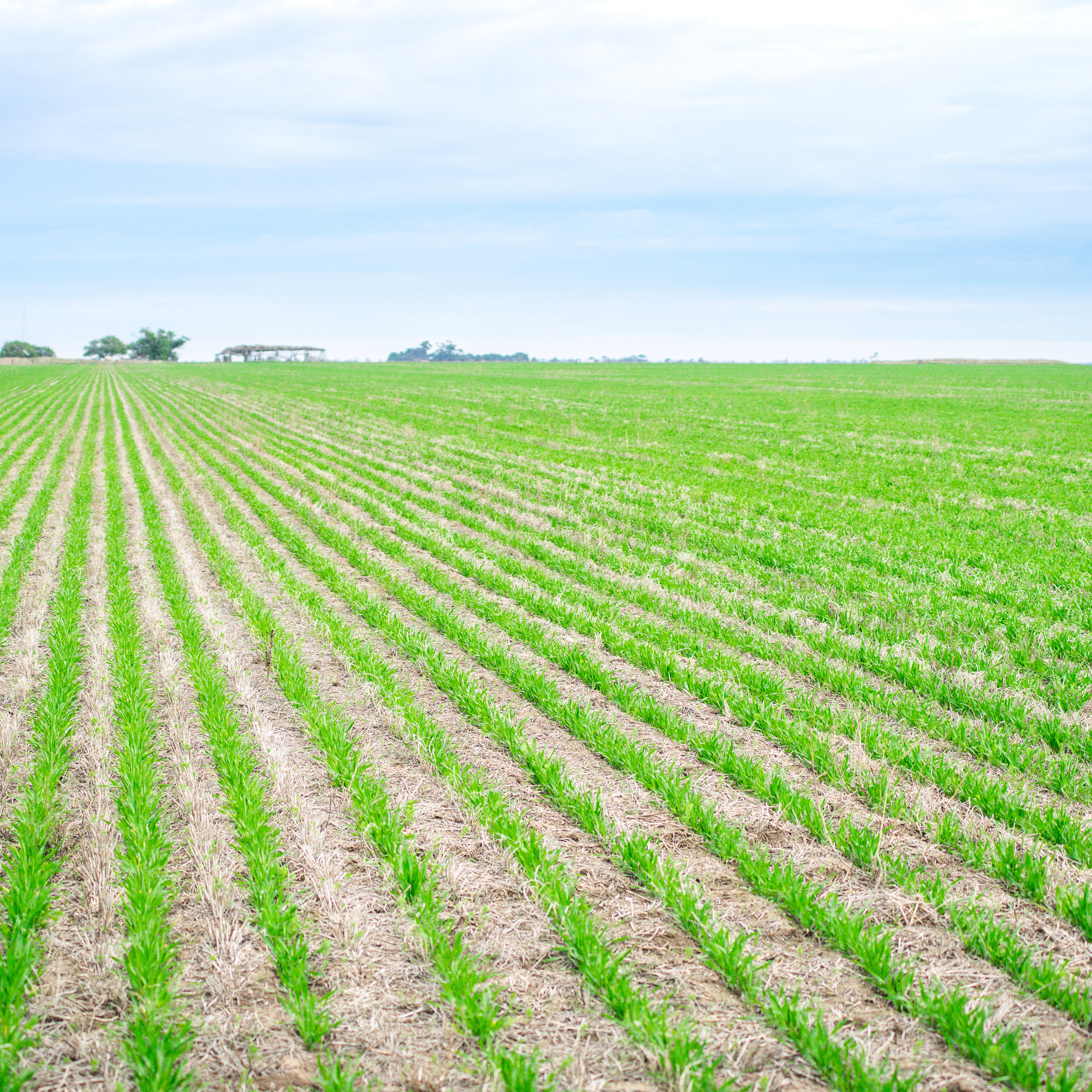 Broad acre crops